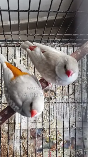 Fire Tail Finch Breeding Pair