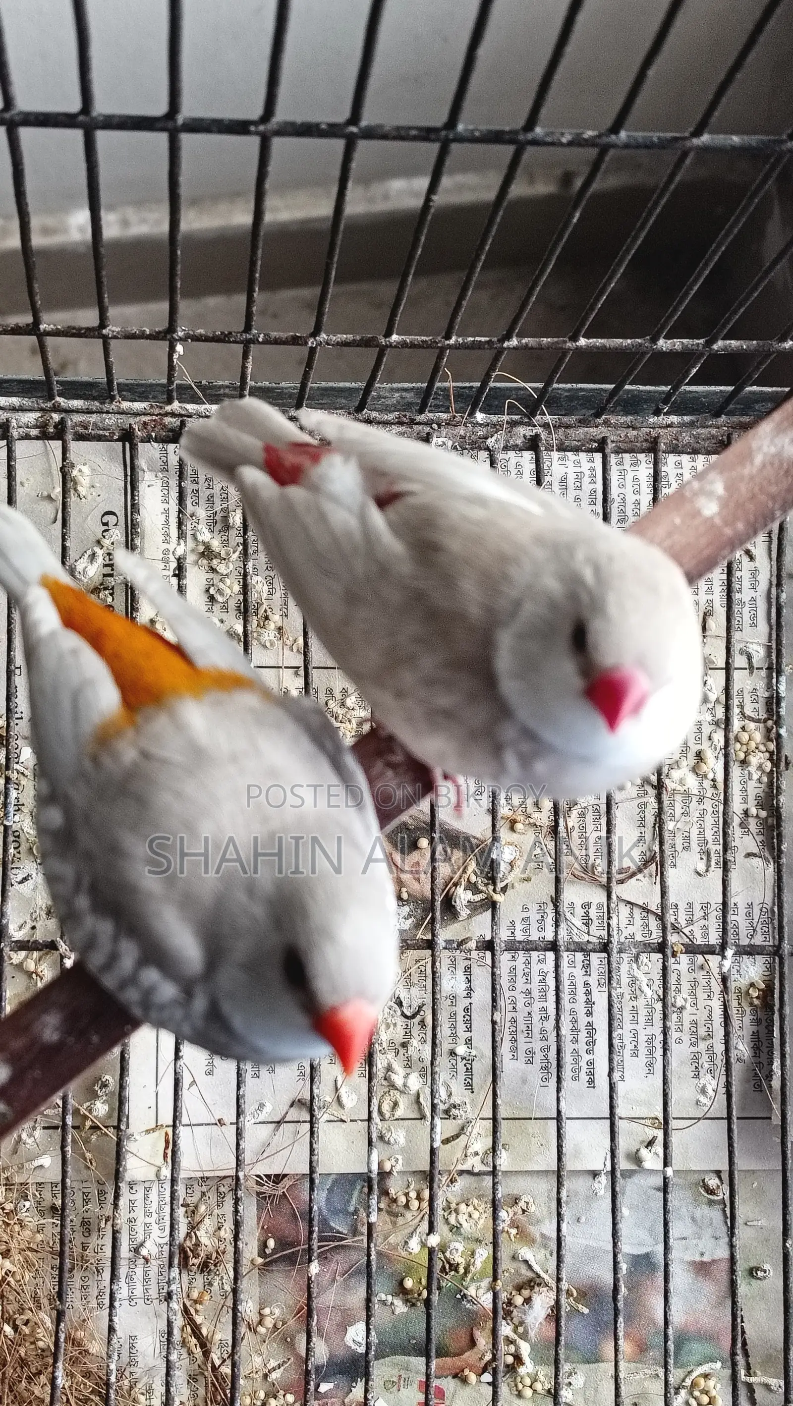Fire Tail Finch Breeding Pair