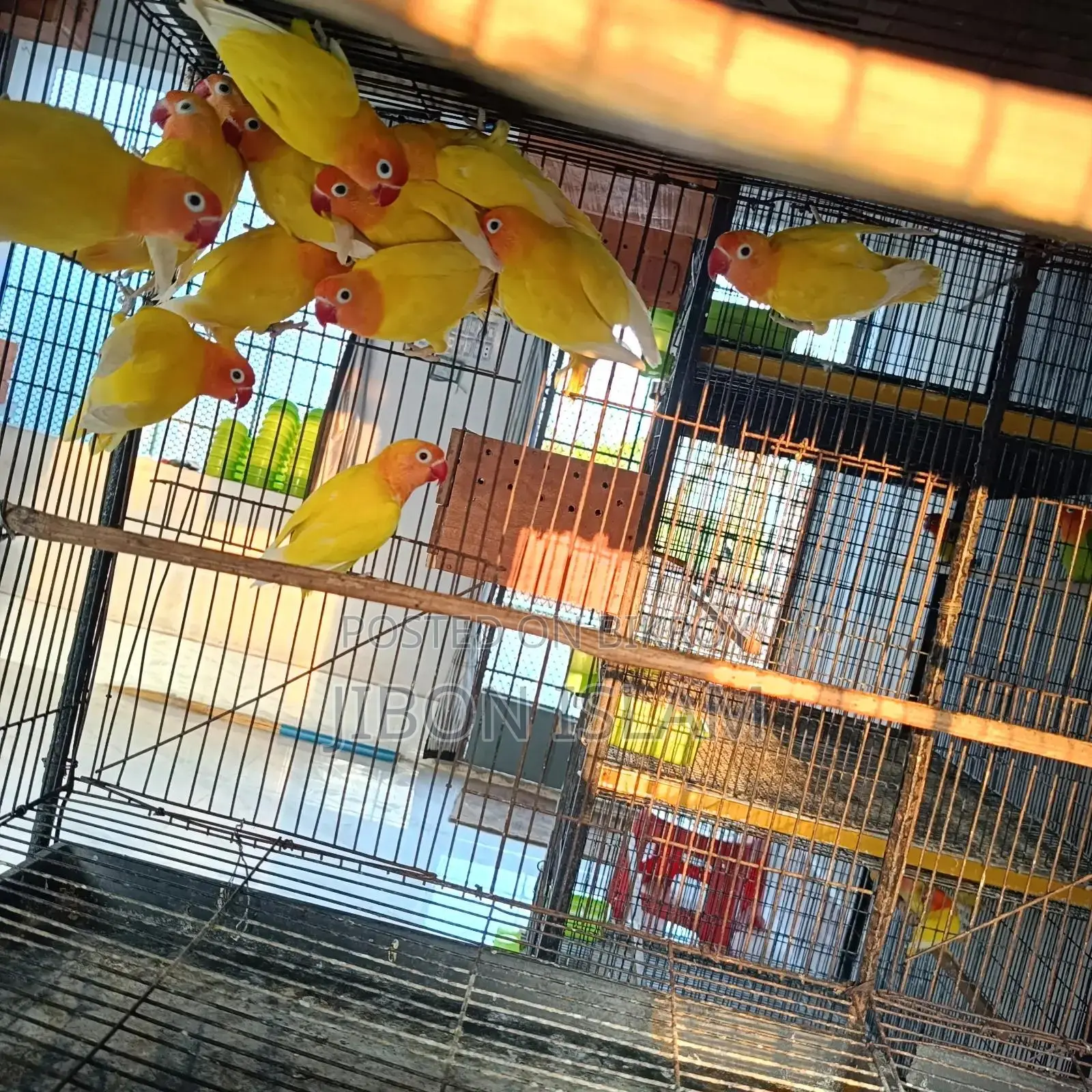 Yellow Fischer Love Birds
