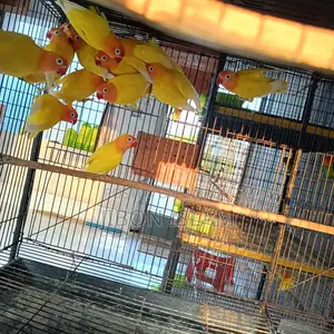 Yellow Fischer Love Birds