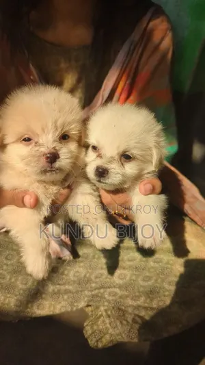 1-3 Months Male Purebred Lhasa Apso