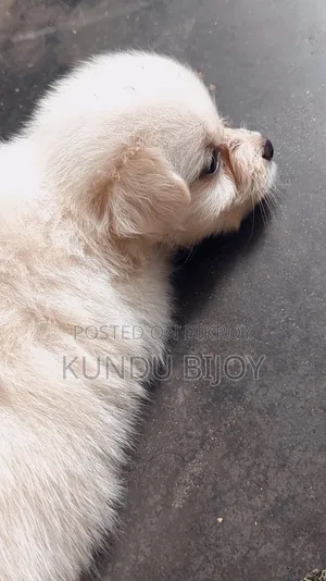 1-3 Months Male Purebred Lhasa Apso