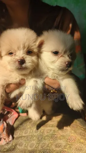 1-3 Months Male Purebred Lhasa Apso