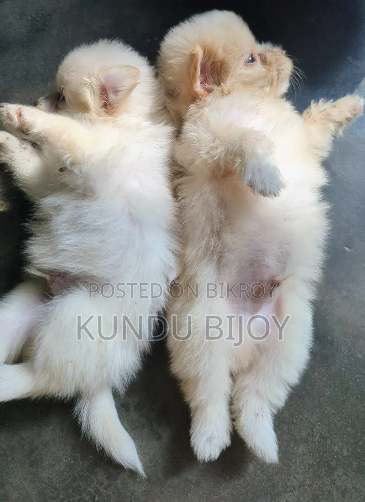 1-3 Months Male Purebred Lhasa Apso