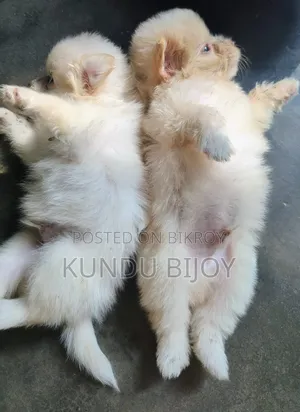 1-3 Months Male Purebred Lhasa Apso
