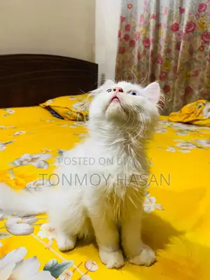 1-3 Months Female Purebred Persian