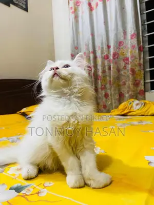 1-3 Months Female Purebred Persian