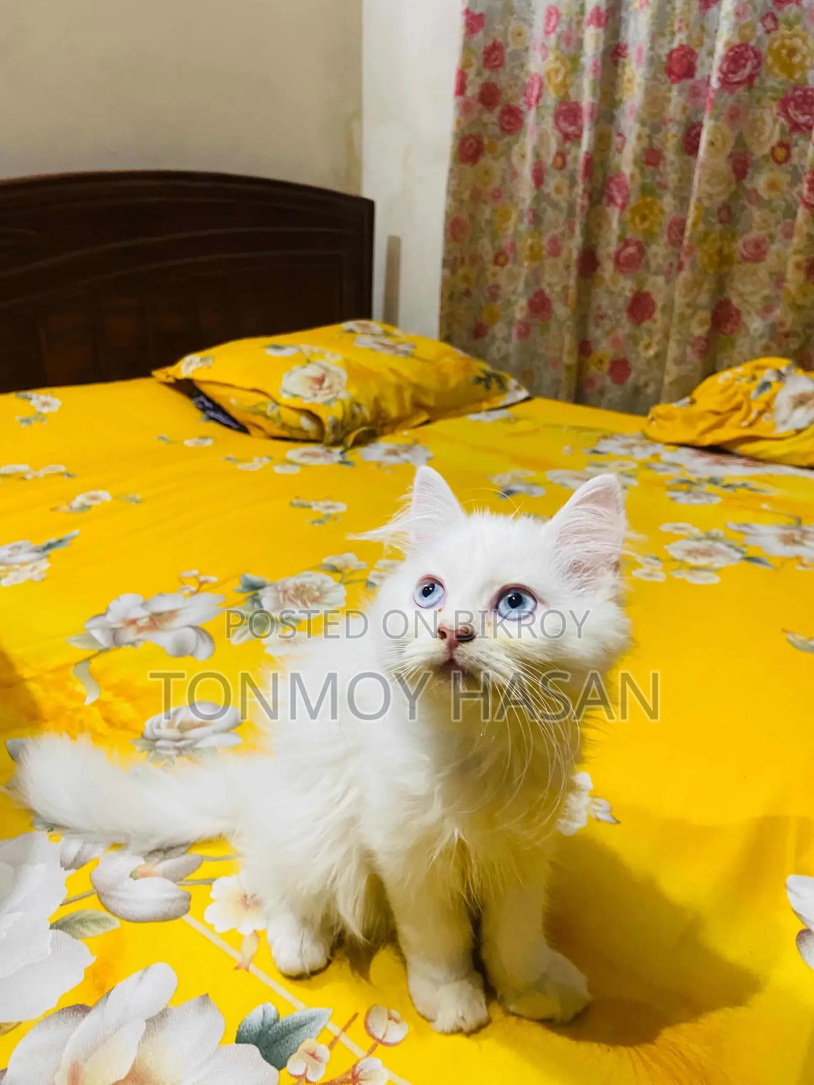 1-3 Months Female Purebred Persian