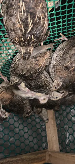 31-Day-Old Quail Birds
