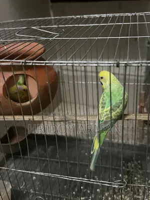 Barzigar Running Pair