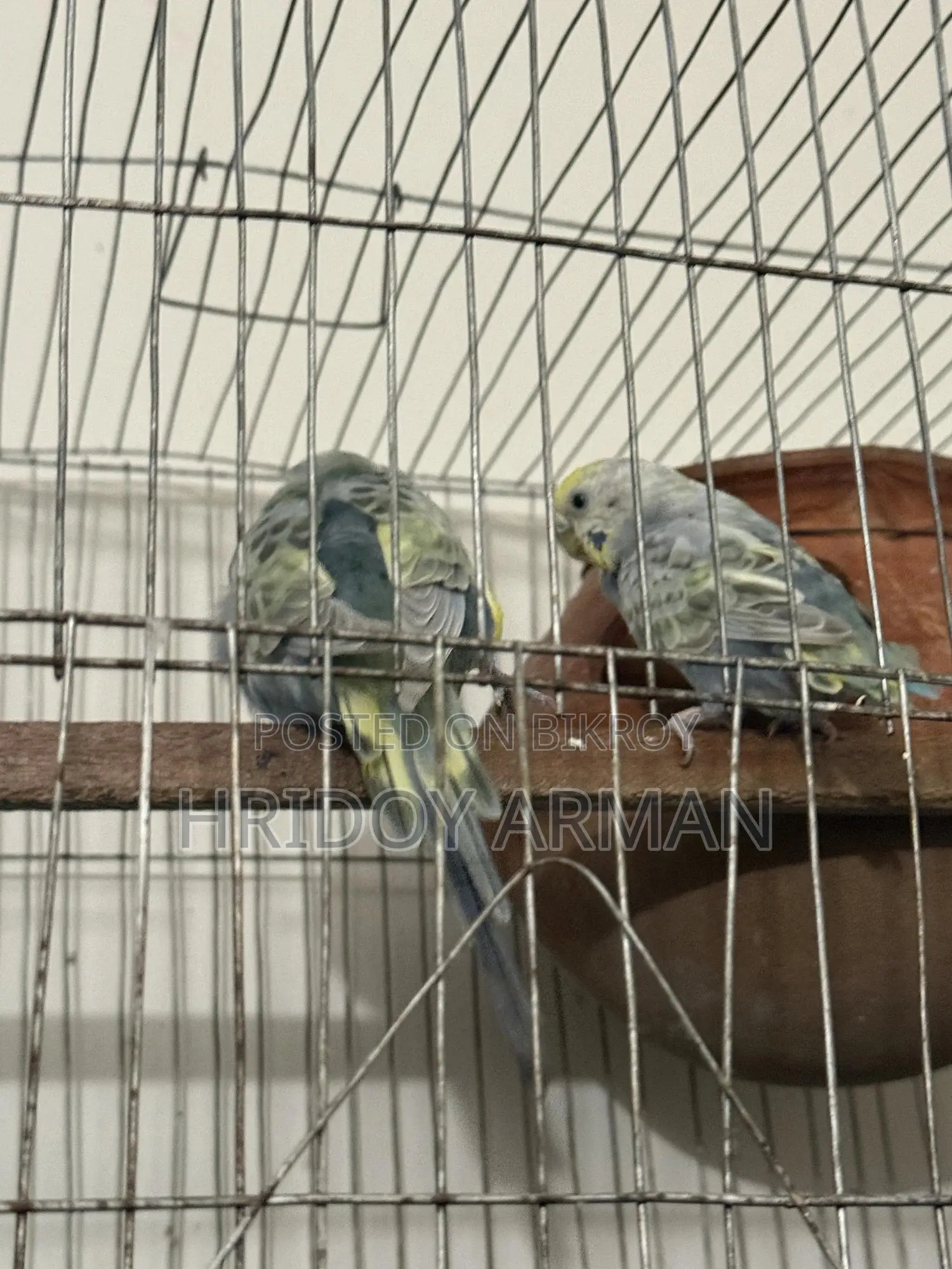 Barzigar Running Pair