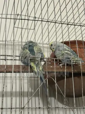 Barzigar Running Pair