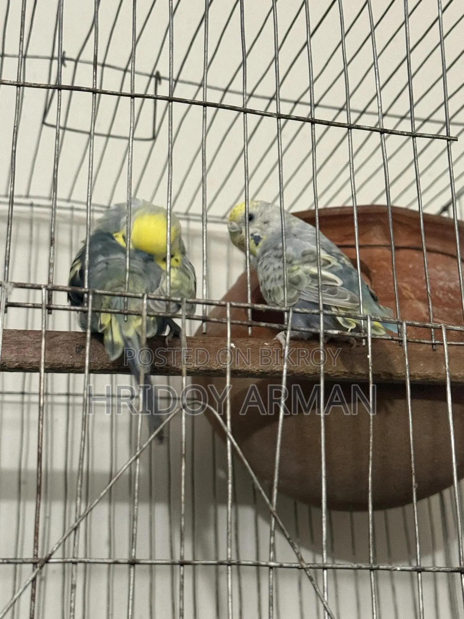 Barzigar Running Pair