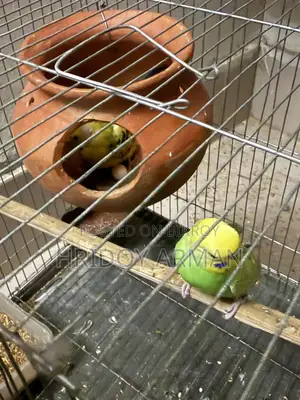 Barzigar Running Pair