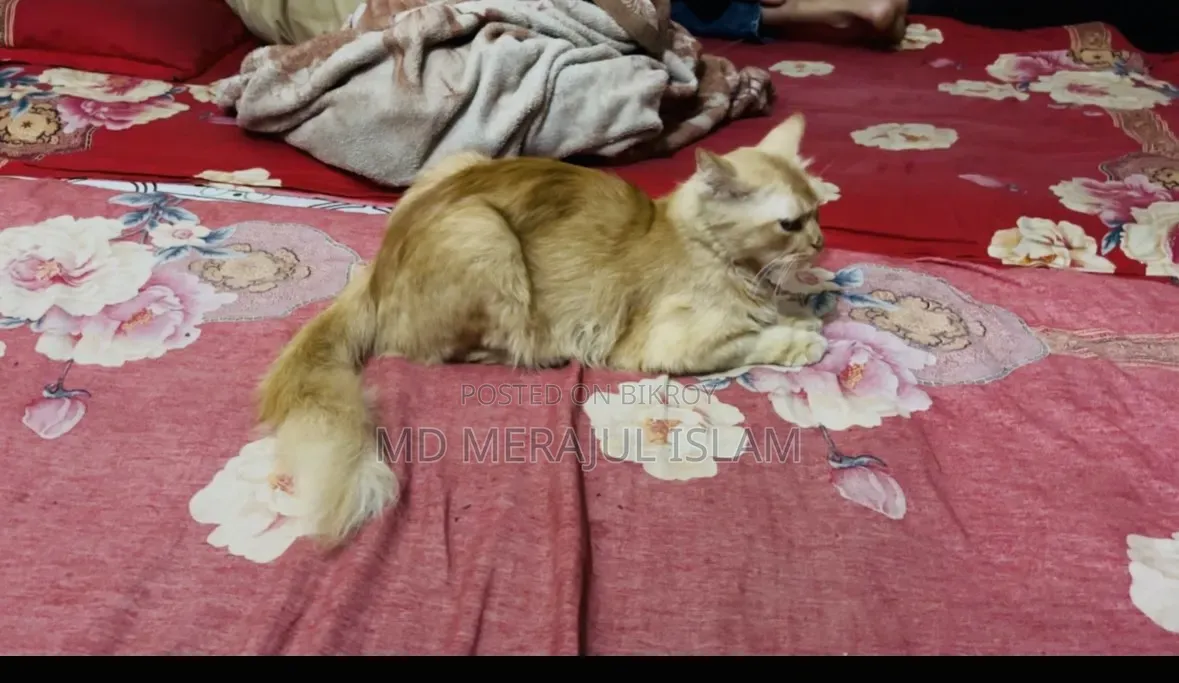 3-6 Months Female Mixed Breed Persian