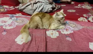 3-6 Months Female Mixed Breed Persian