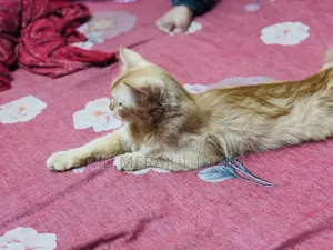 3-6 Months Female Mixed Breed Persian