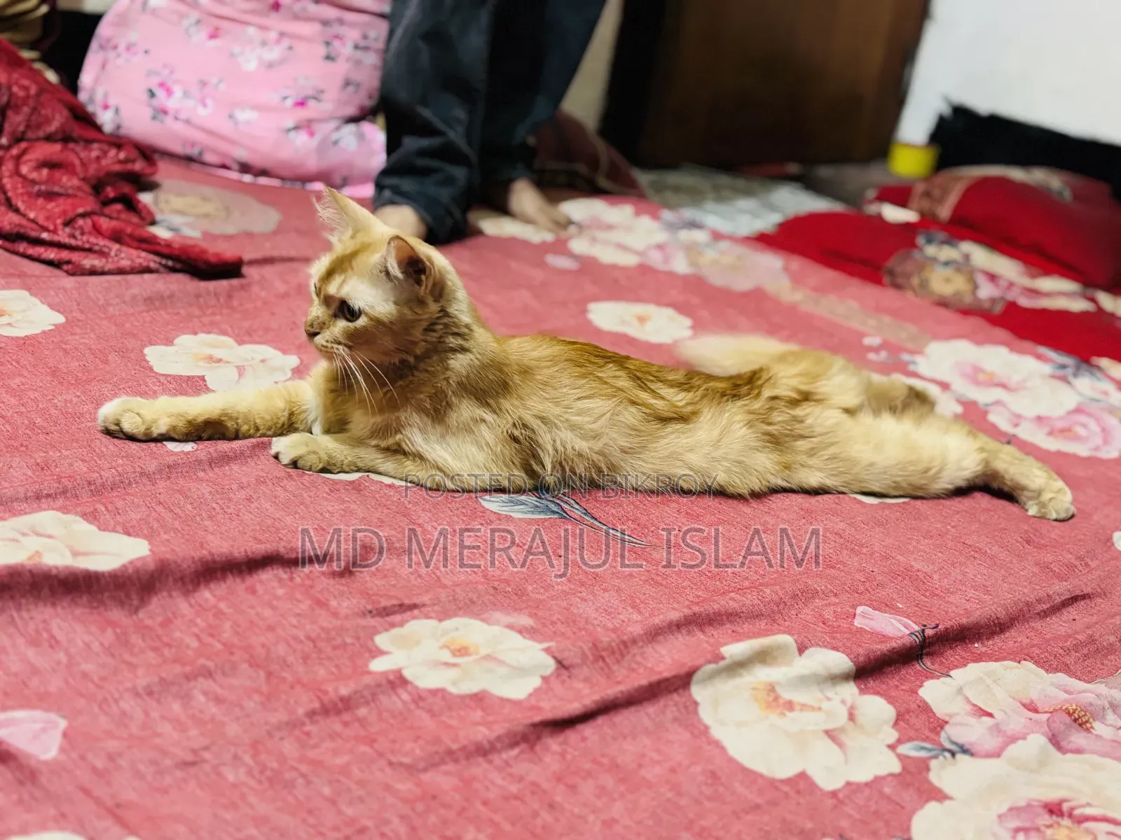 3-6 Months Female Mixed Breed Persian