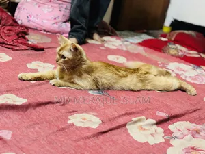 3-6 Months Female Mixed Breed Persian