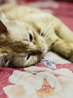 3-6 Months Female Mixed Breed Persian