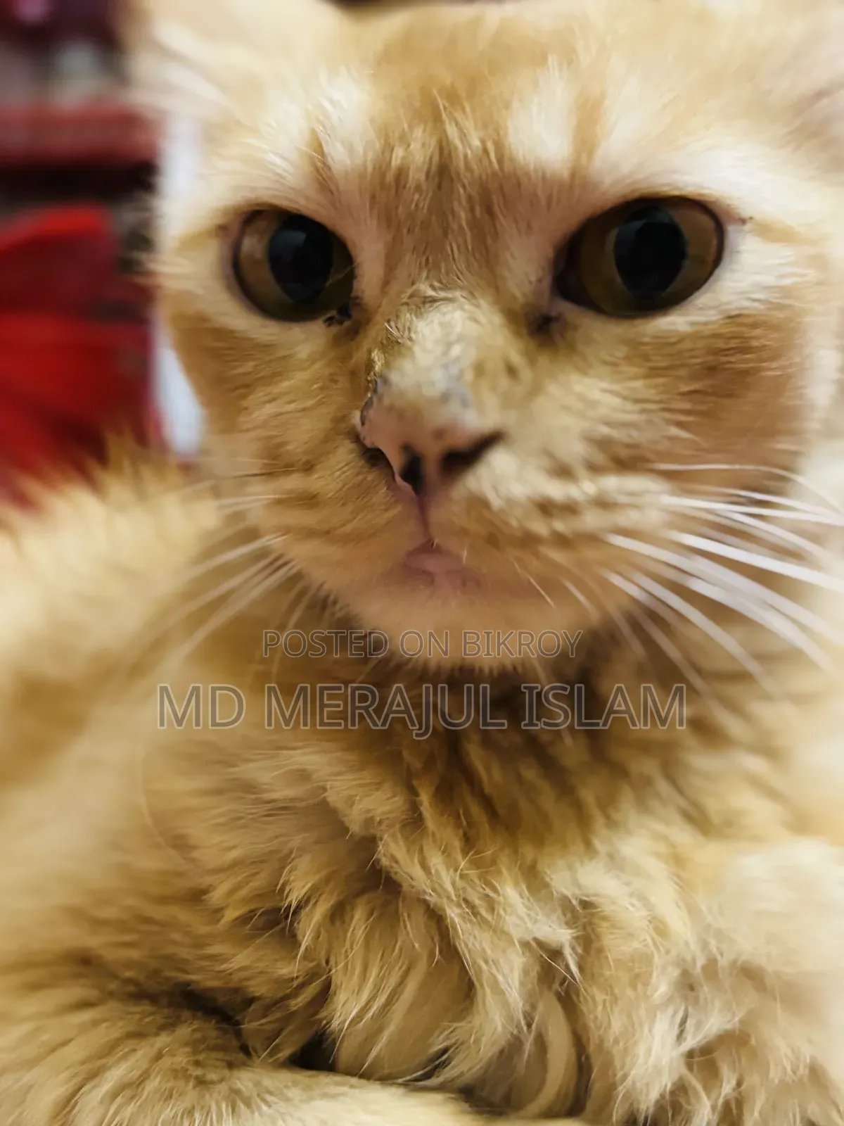 3-6 Months Female Mixed Breed Persian