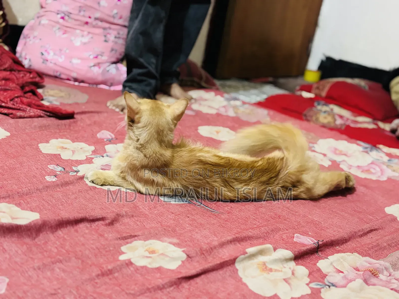 3-6 Months Female Mixed Breed Persian