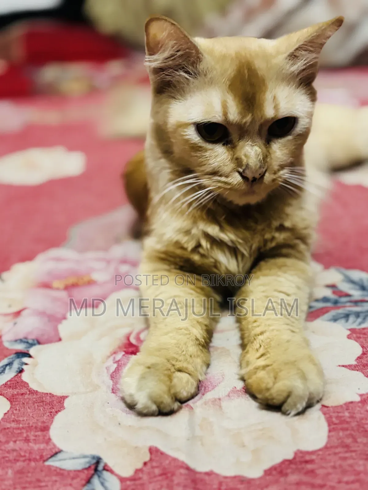 3-6 Months Female Mixed Breed Persian