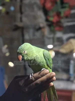 Talking Tamed (Baby) Parrot