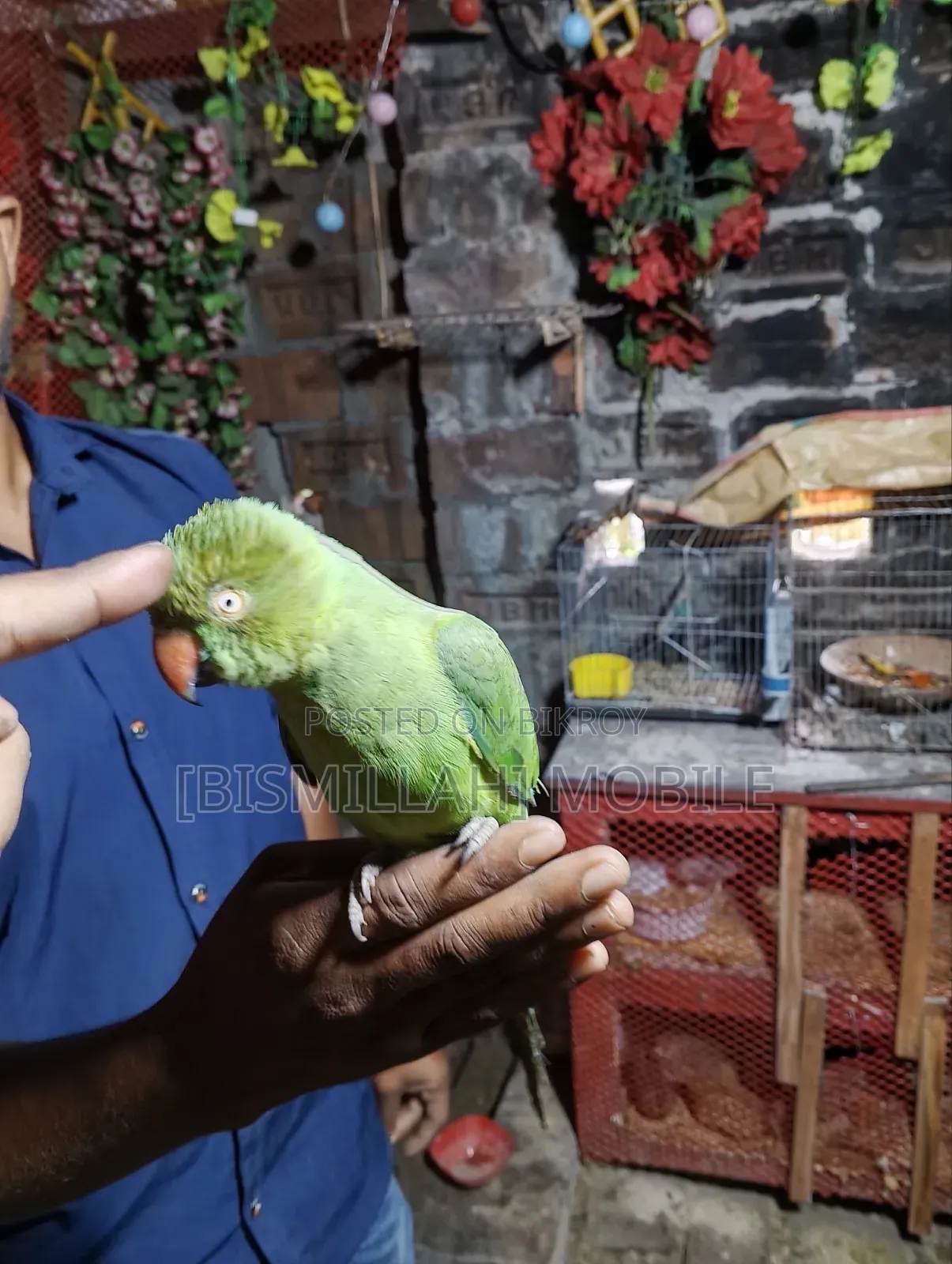 Talking Tamed (Baby) Parrot