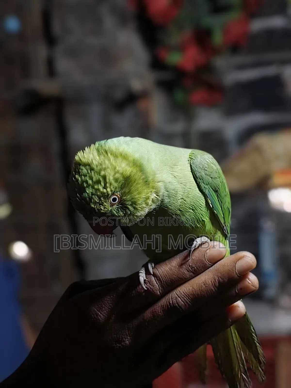 Talking Tamed (Baby) Parrot