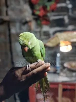 Talking Tamed (Baby) Parrot