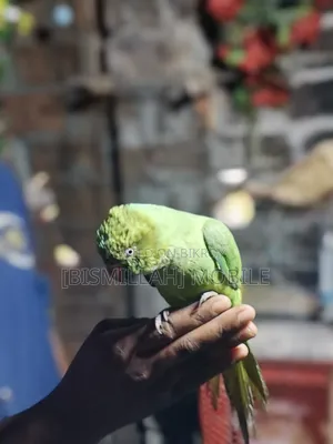 Talking Tamed (Baby) Parrot