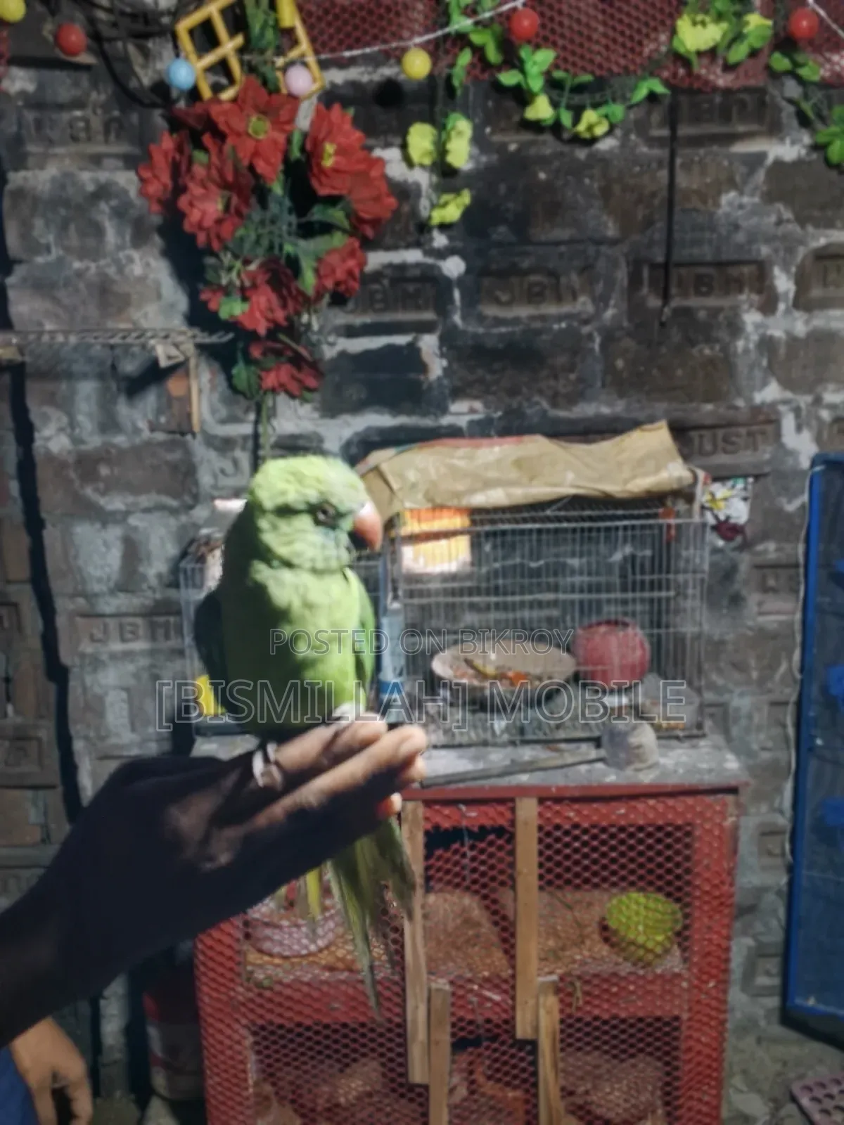 Talking Tamed (Baby) Parrot