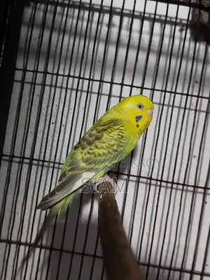 Fallow Male Budgerigar