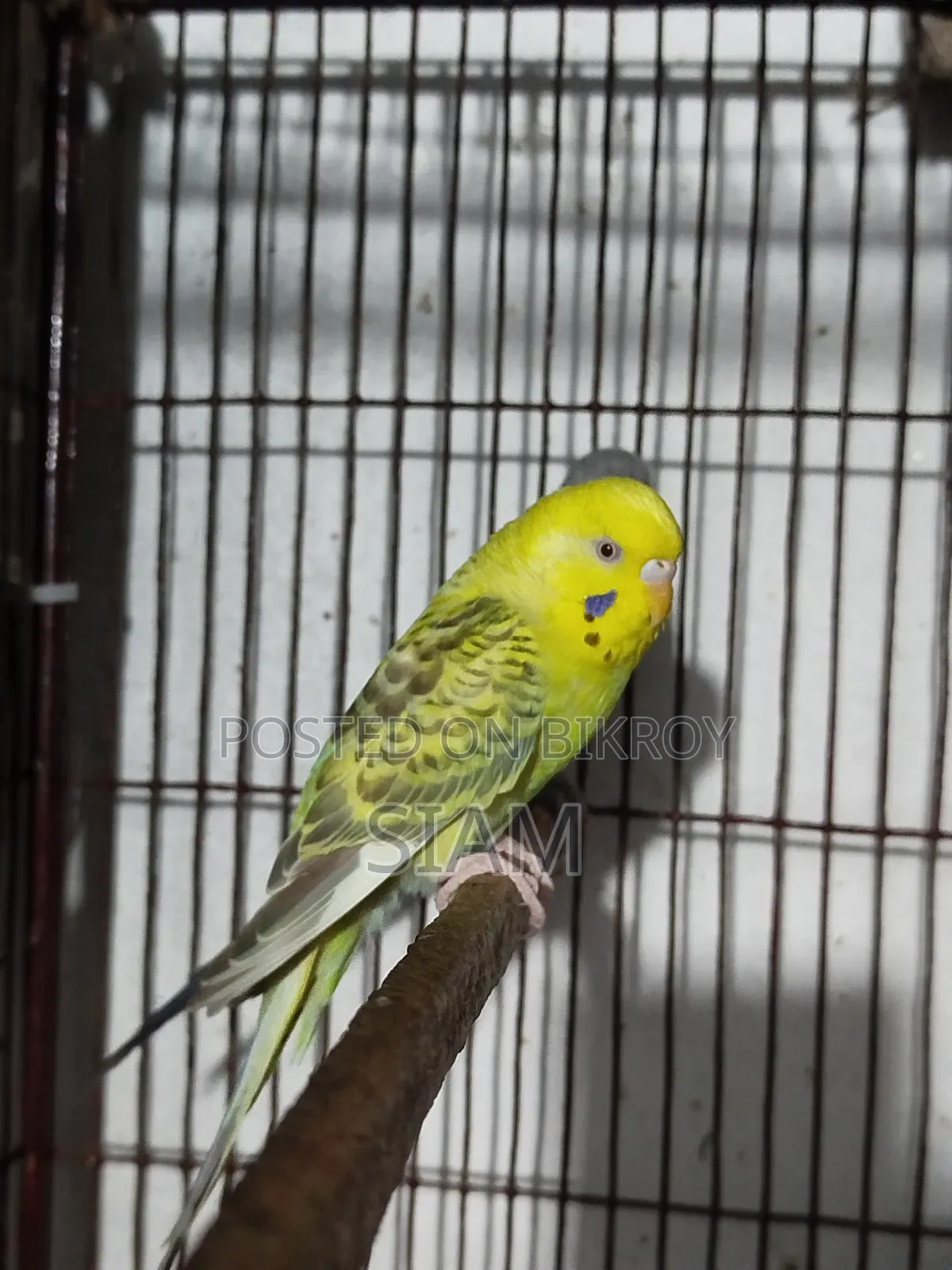 Fallow Male Budgerigar