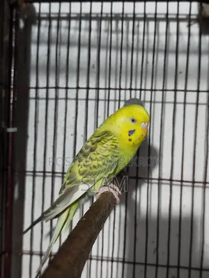 Fallow Male Budgerigar