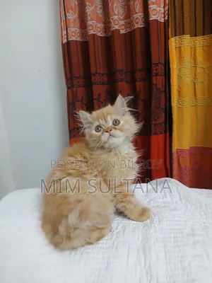 1-3 Months Male Purebred Persian