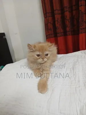 1-3 Months Male Purebred Persian