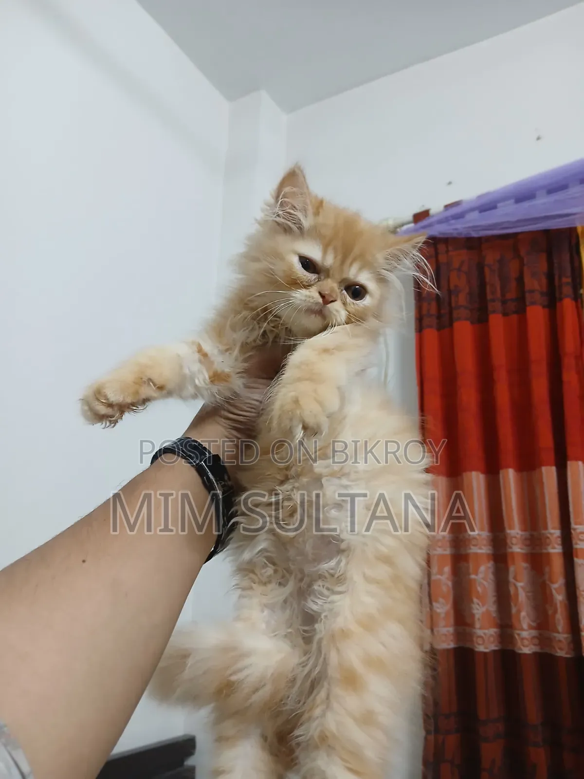 1-3 Months Male Purebred Persian
