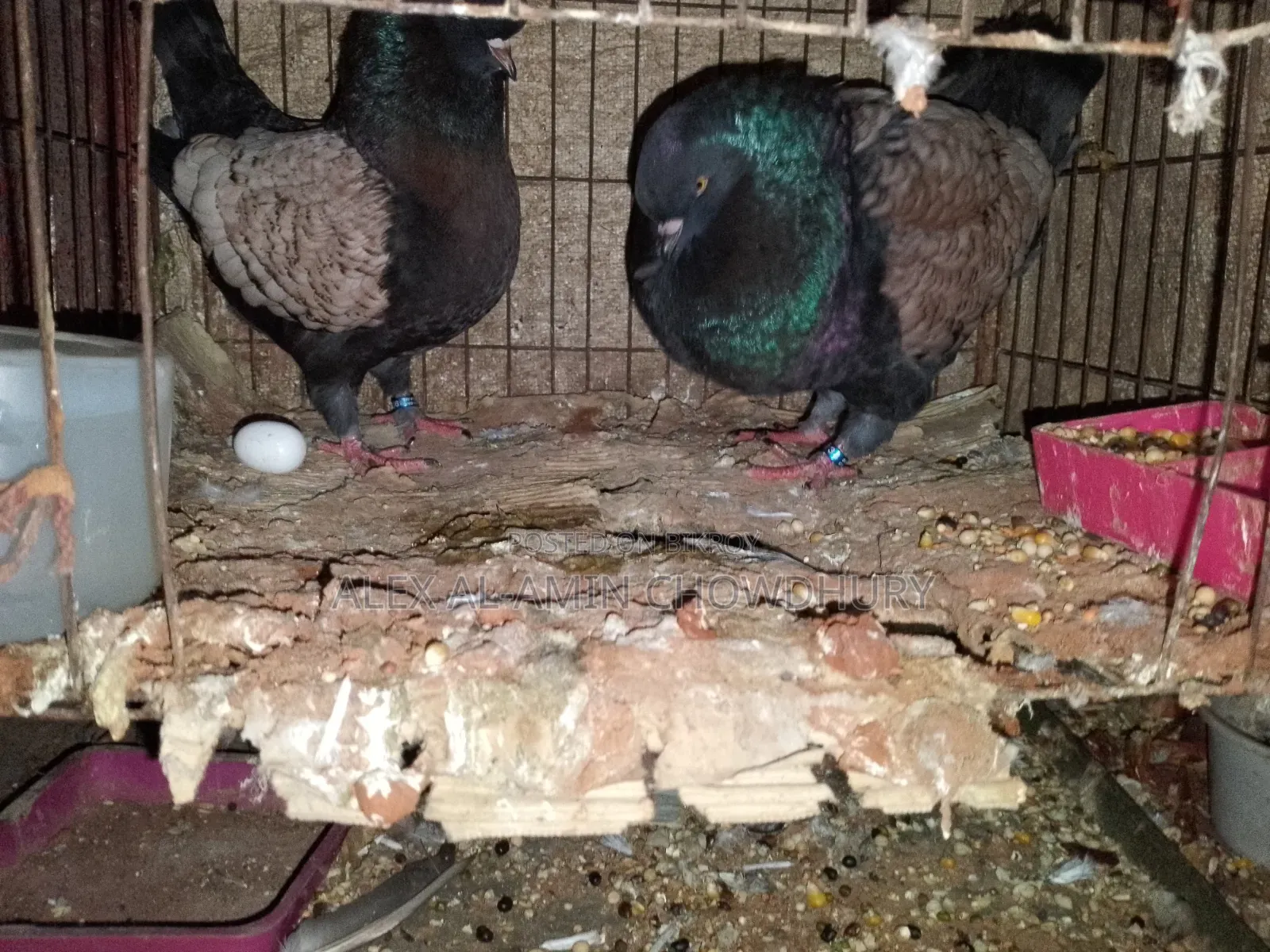 Pair of Modena Pigeons for Sale