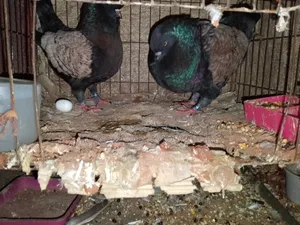 Pair of Modena Pigeons for Sale