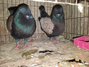 Pair of Modena Pigeons for Sale