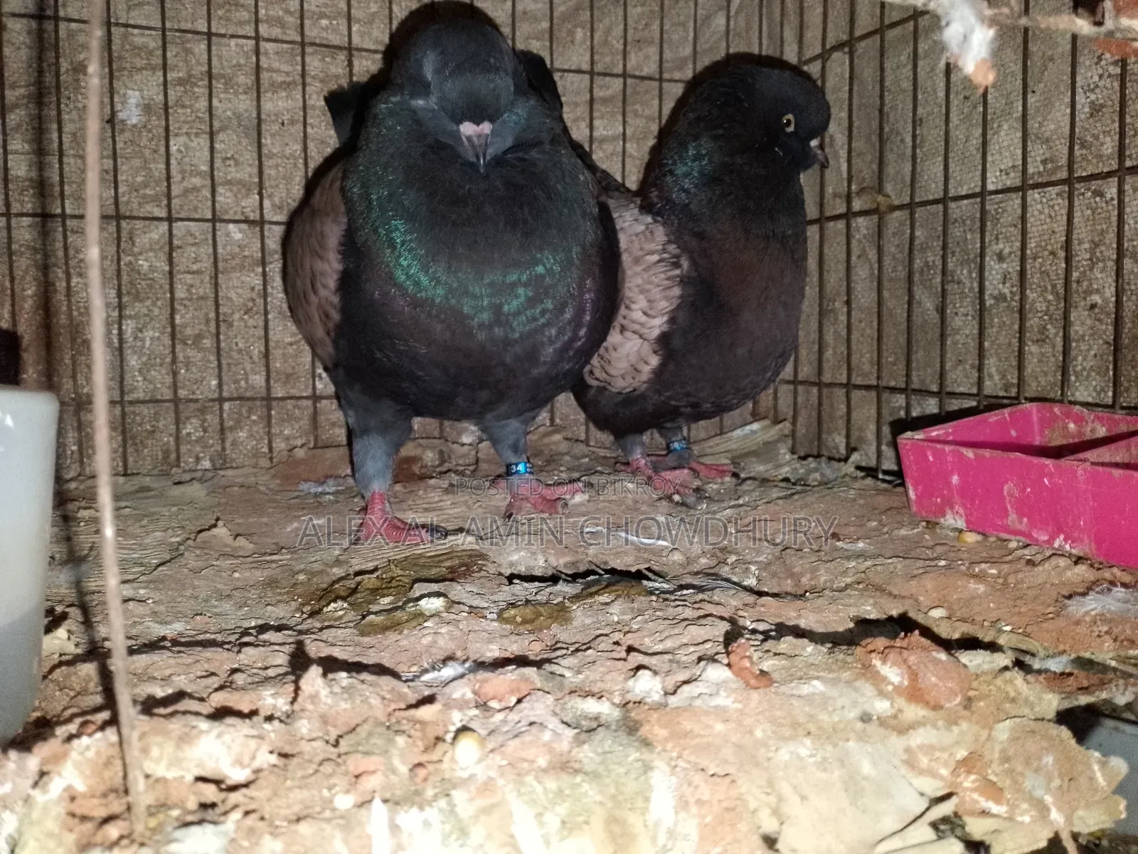 Pair of Modena Pigeons for Sale