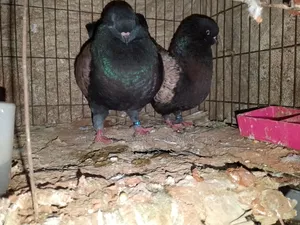 Pair of Modena Pigeons for Sale