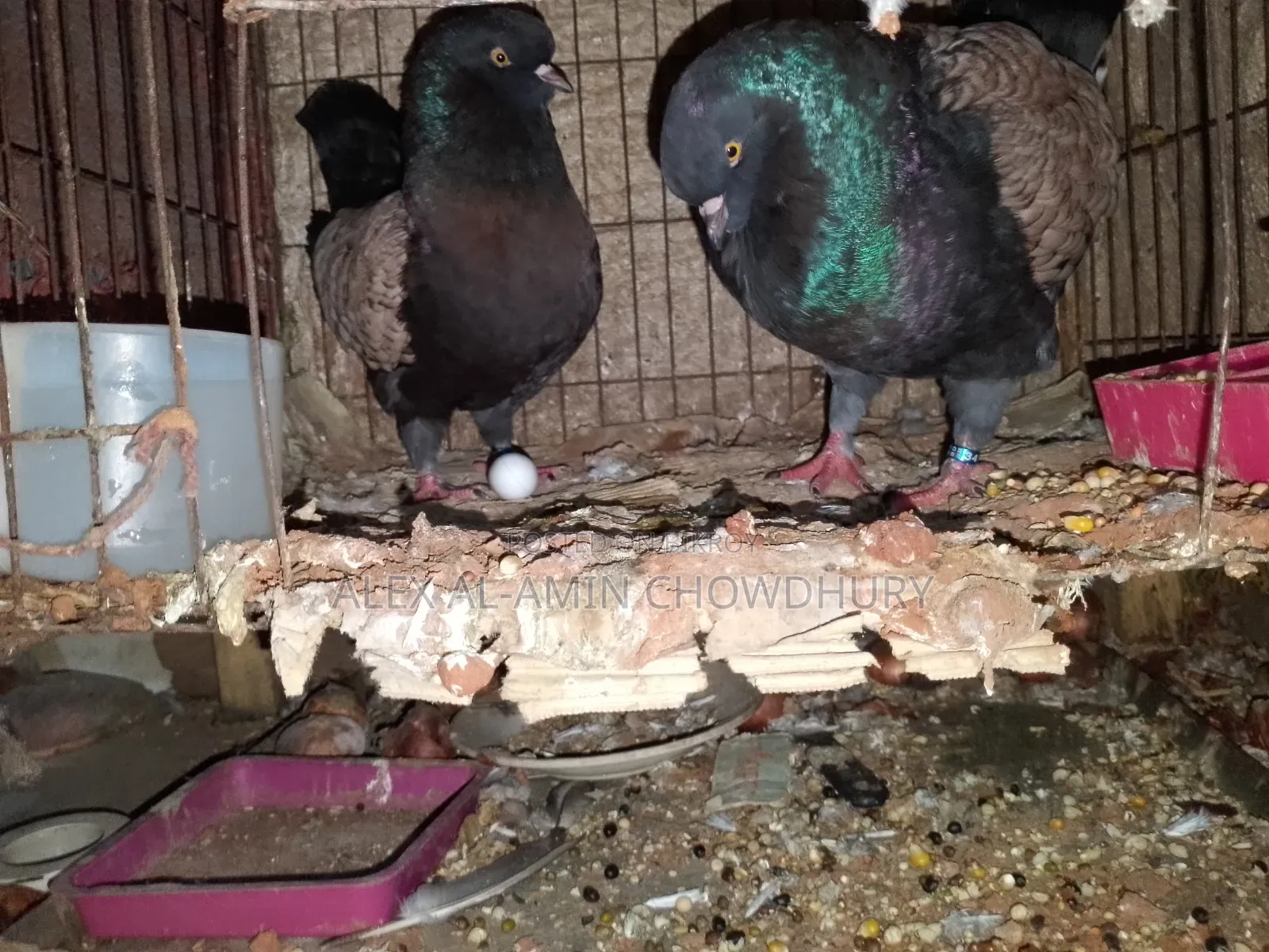 Pair of Modena Pigeons for Sale