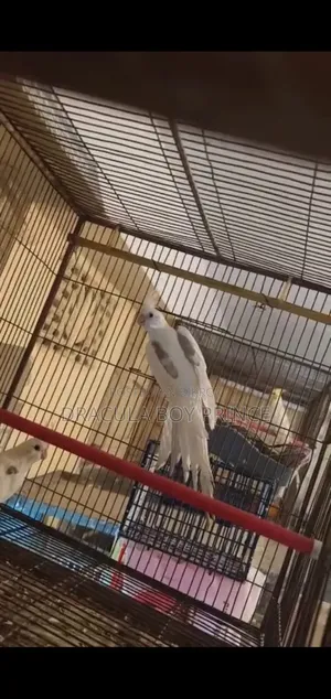 Cockatiel Havvy Paid Male