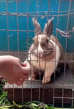 New Zealand Rabbit