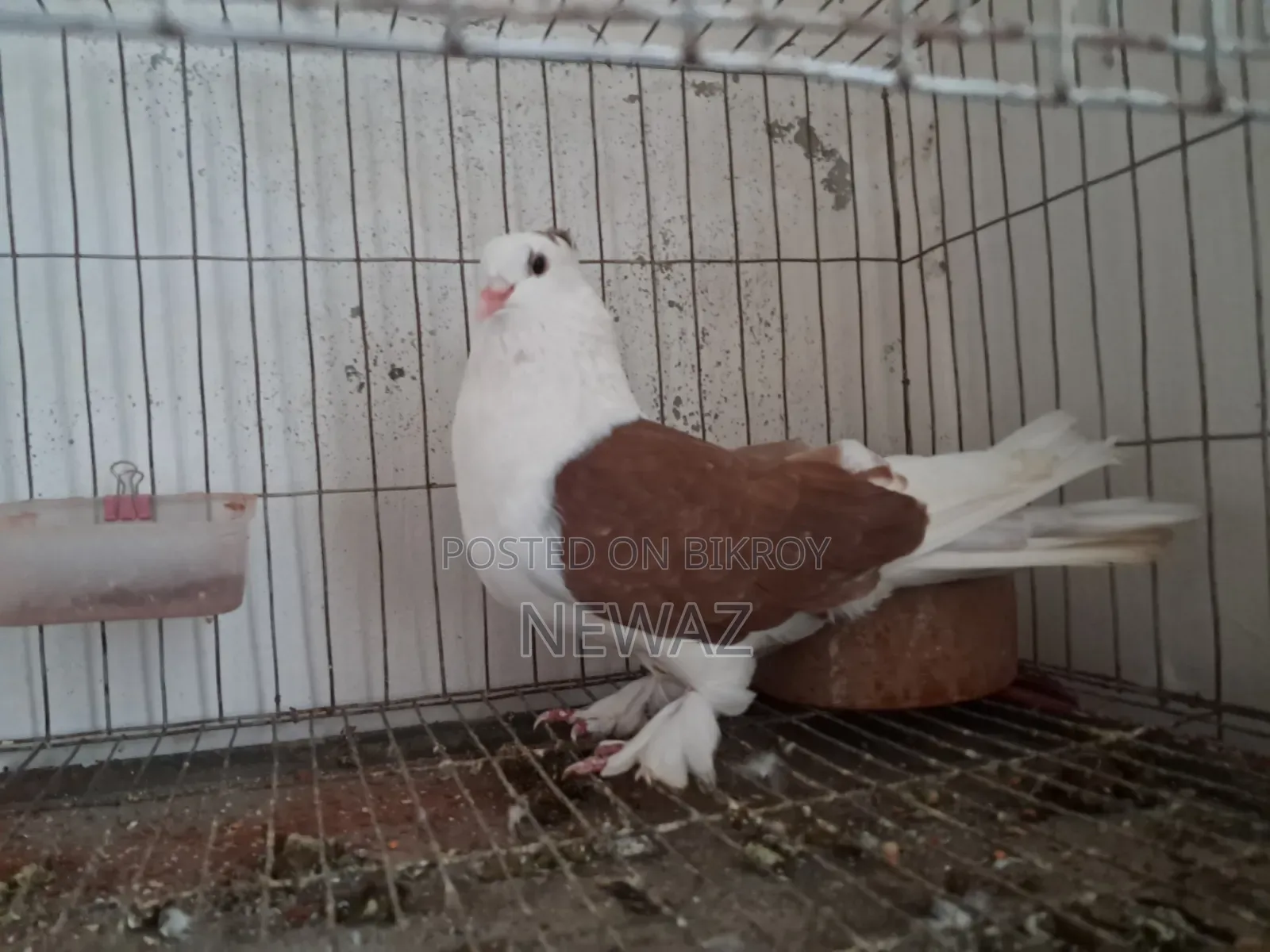 Gopalganj Large Pigeon Male