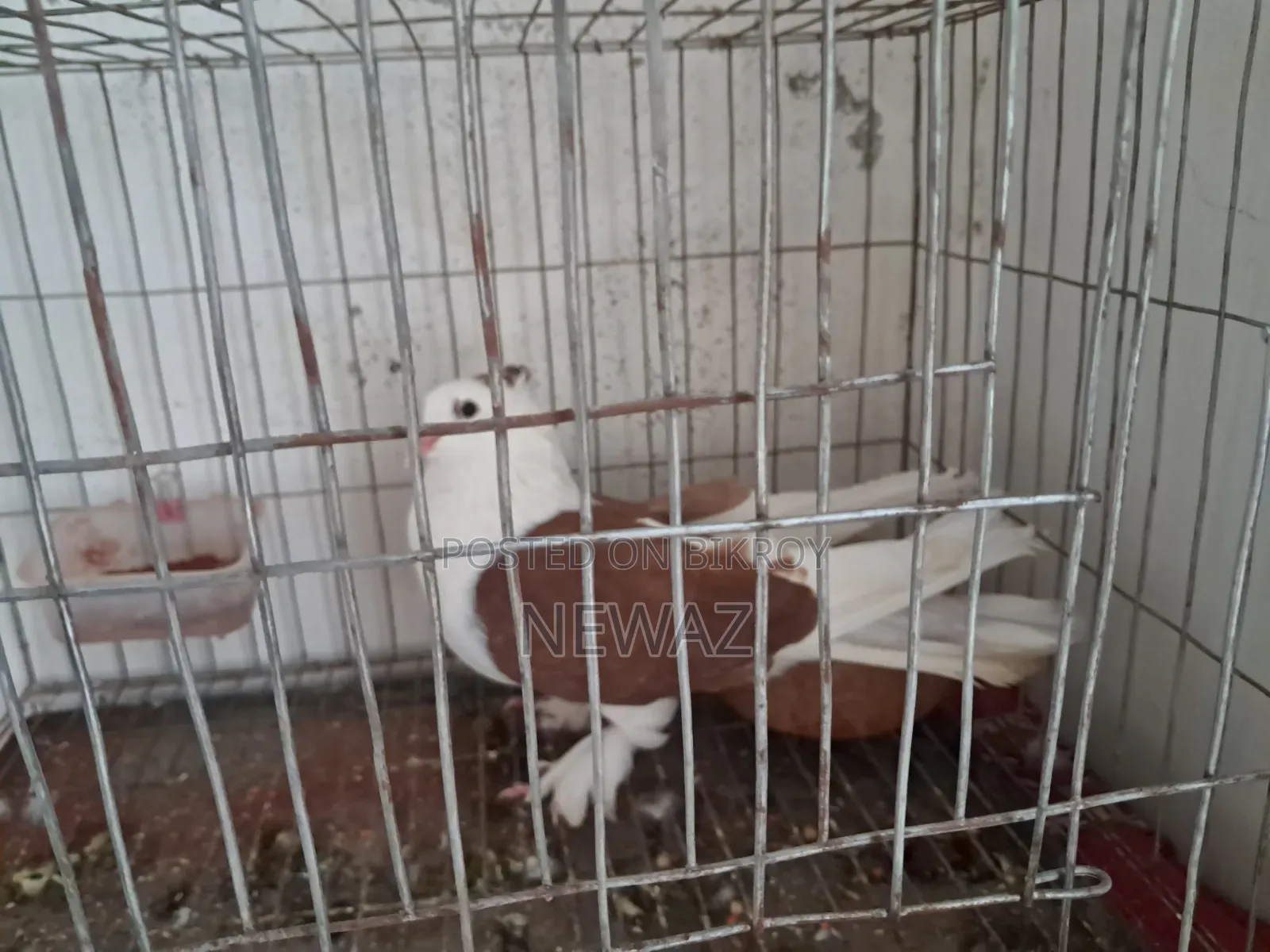 Gopalganj Large Pigeon Male