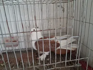 Gopalganj Large Pigeon Male